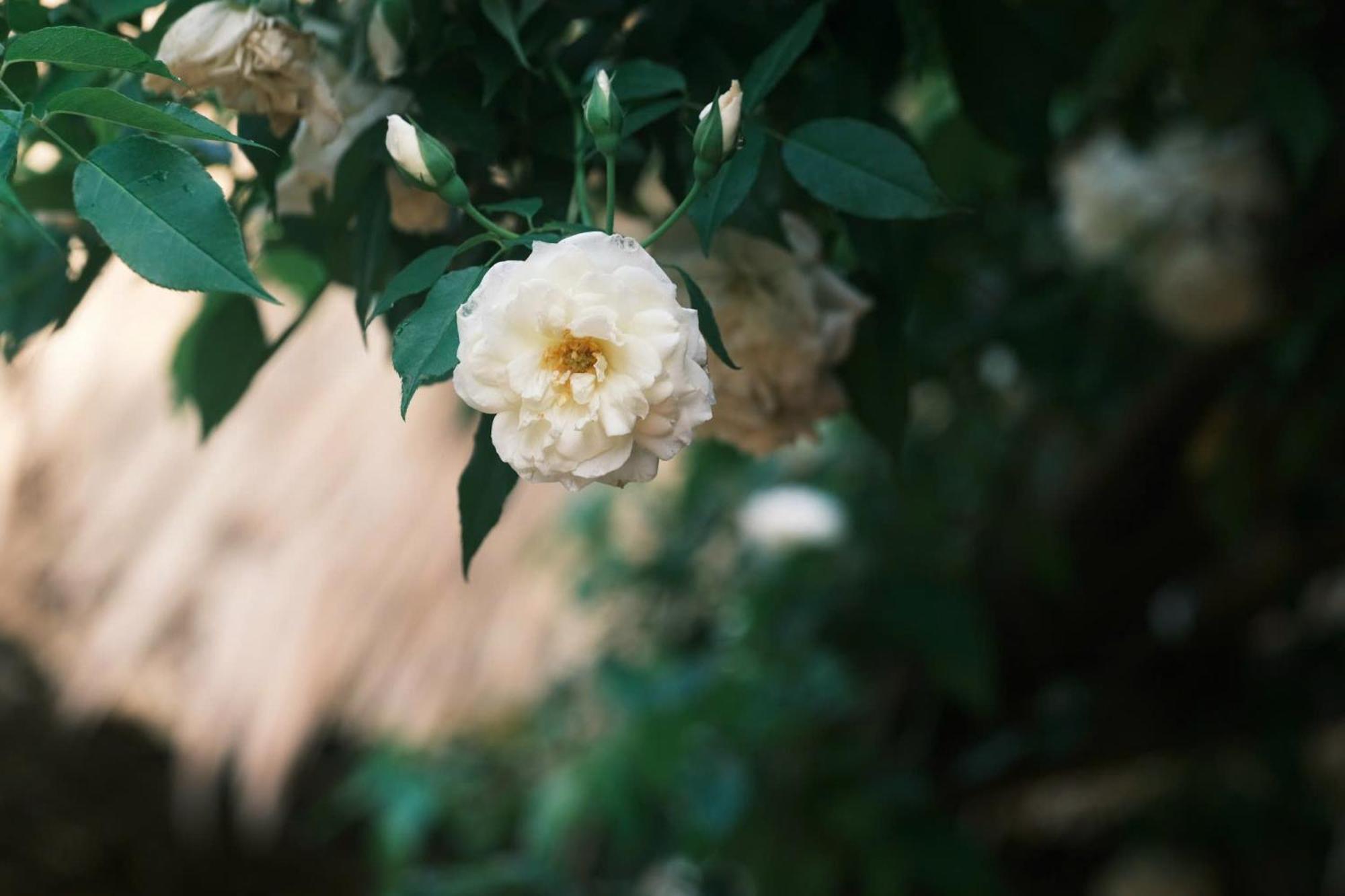 Appartamento Vườn Nhà Củi Da Lat Esterno foto